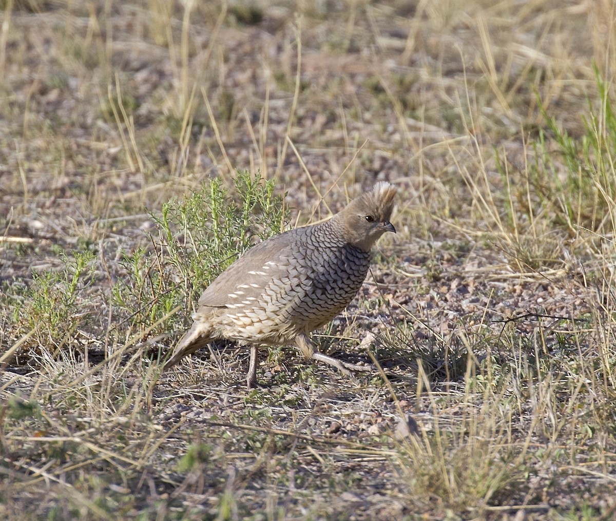 křepel šupinkatý - ML616372132
