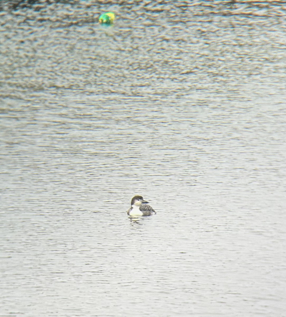 Common Loon - ML616372134