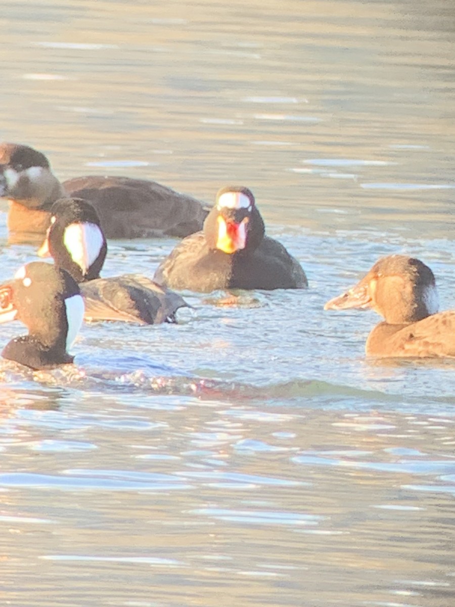 Surf Scoter - ML616372173