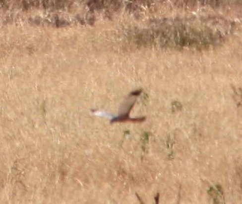 Cinereous Harrier - ML61637221