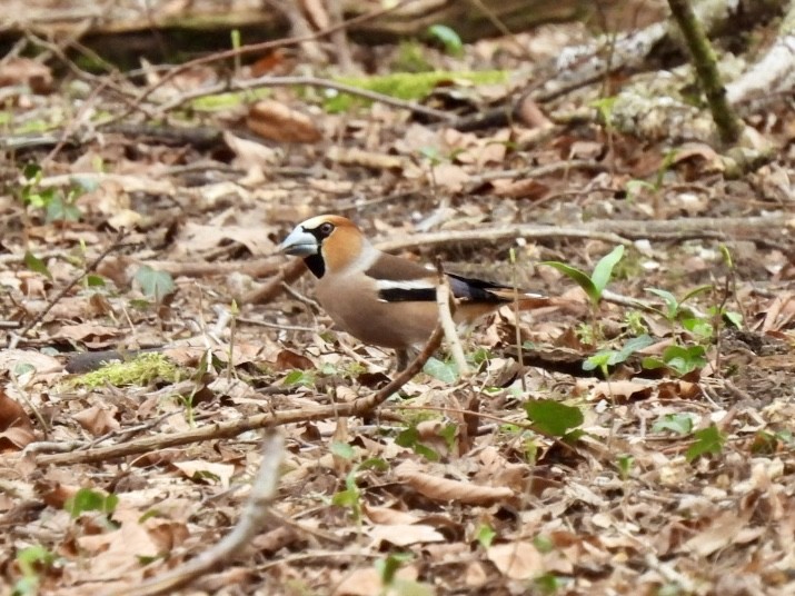 Hawfinch - ML616372214