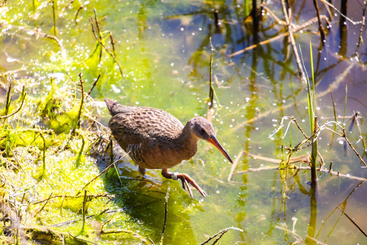 Ridgway's Rail - ML616372223