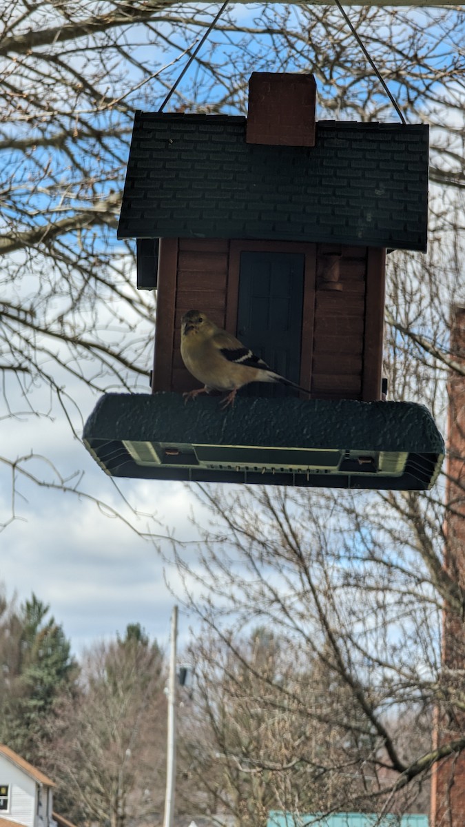 American Goldfinch - NICHOLAS HULL