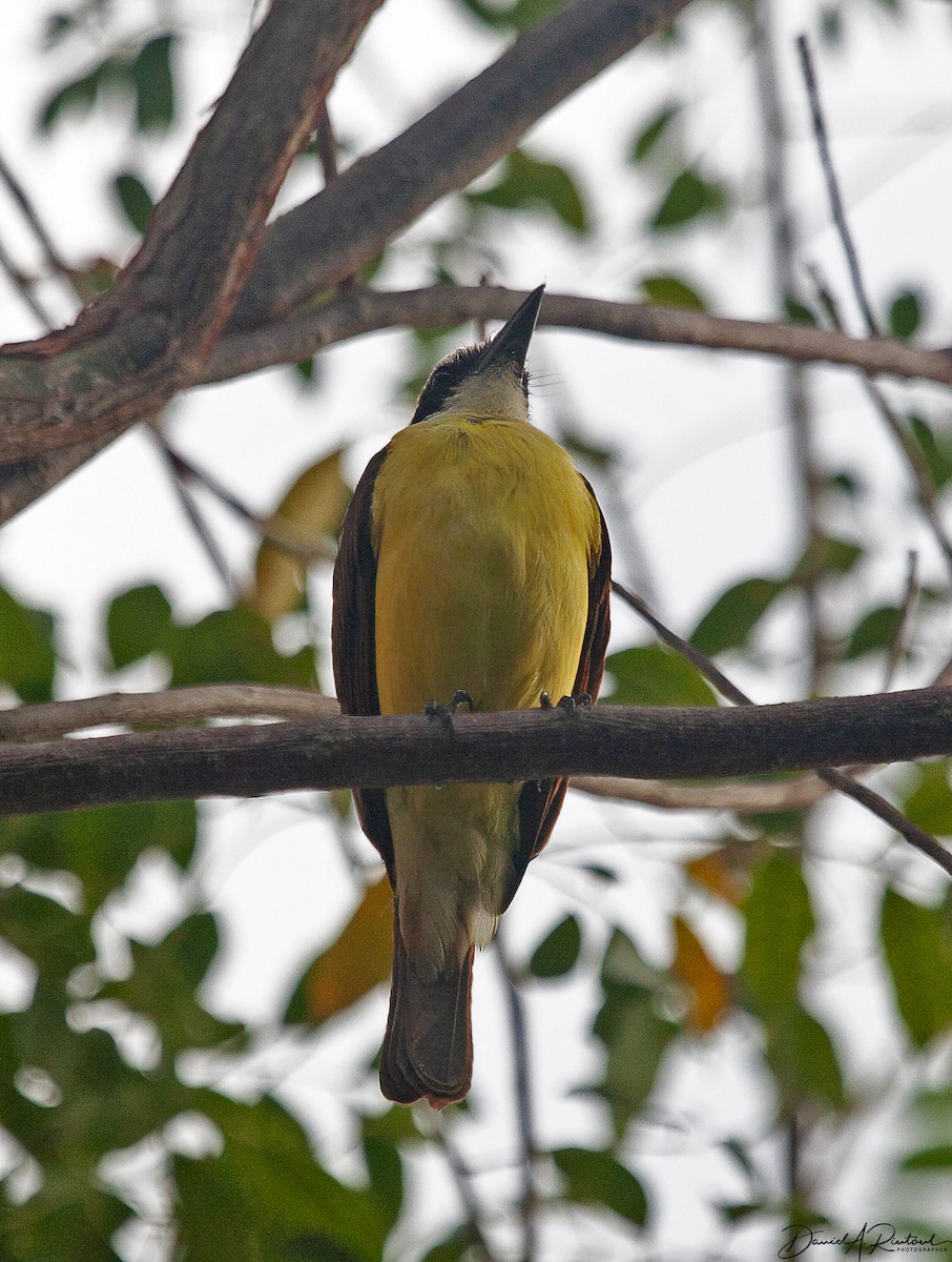 Couch's Kingbird - ML616372292