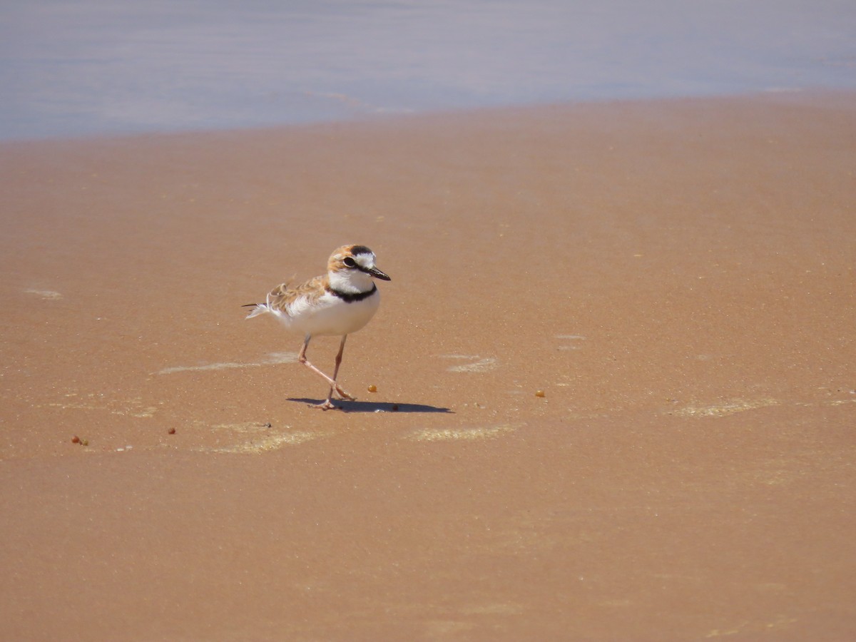 Collared Plover - ML616372296