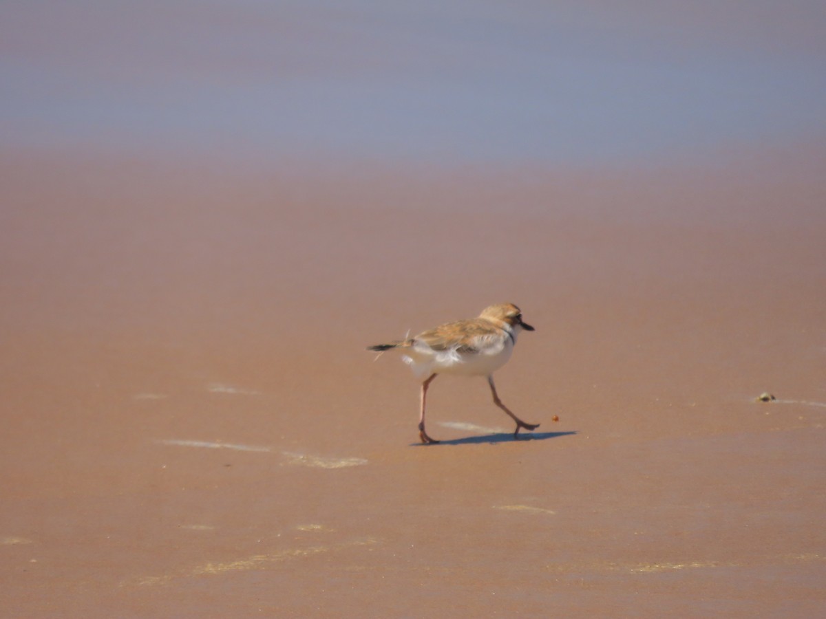 Collared Plover - ML616372297