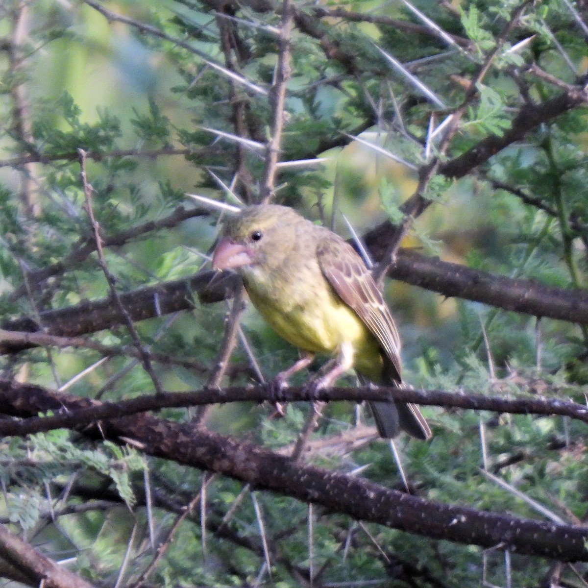 Southern Grosbeak-Canary - Teresa Cohen