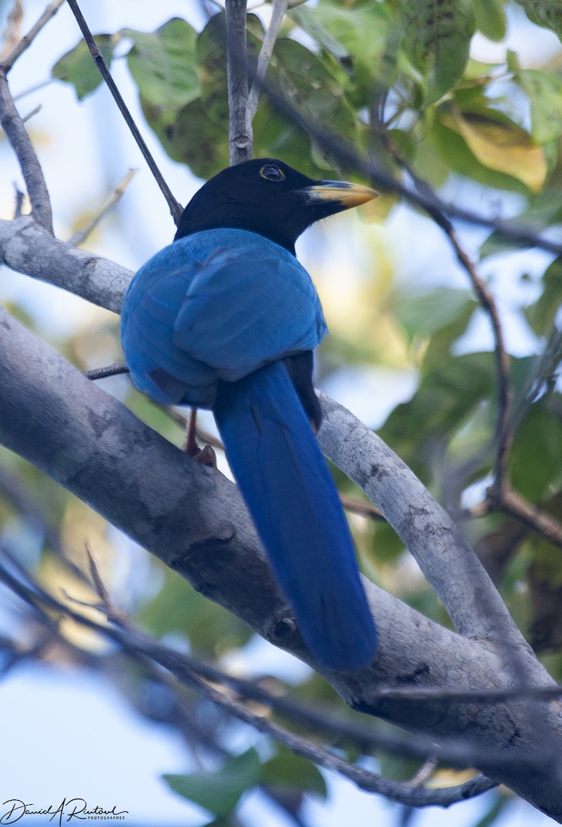 Yucatan Jay - ML616372323