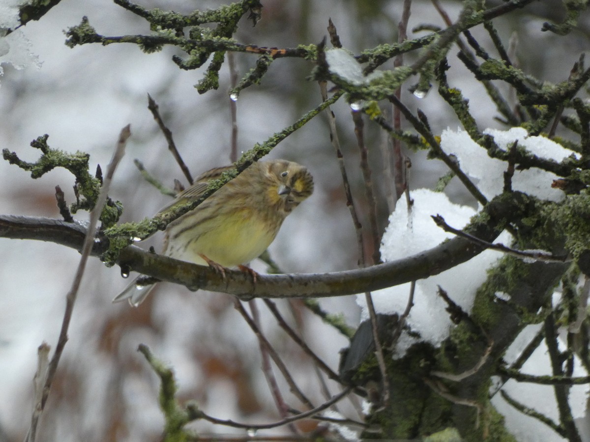 Yellowhammer - ML616372328