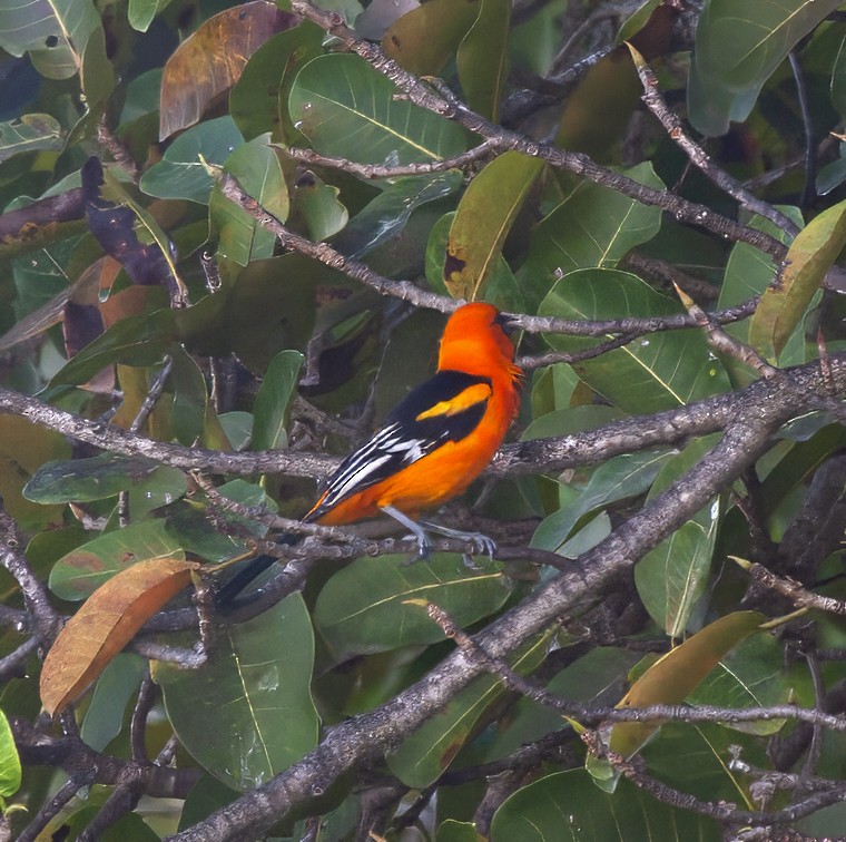 Altamira Oriole - ML616372368