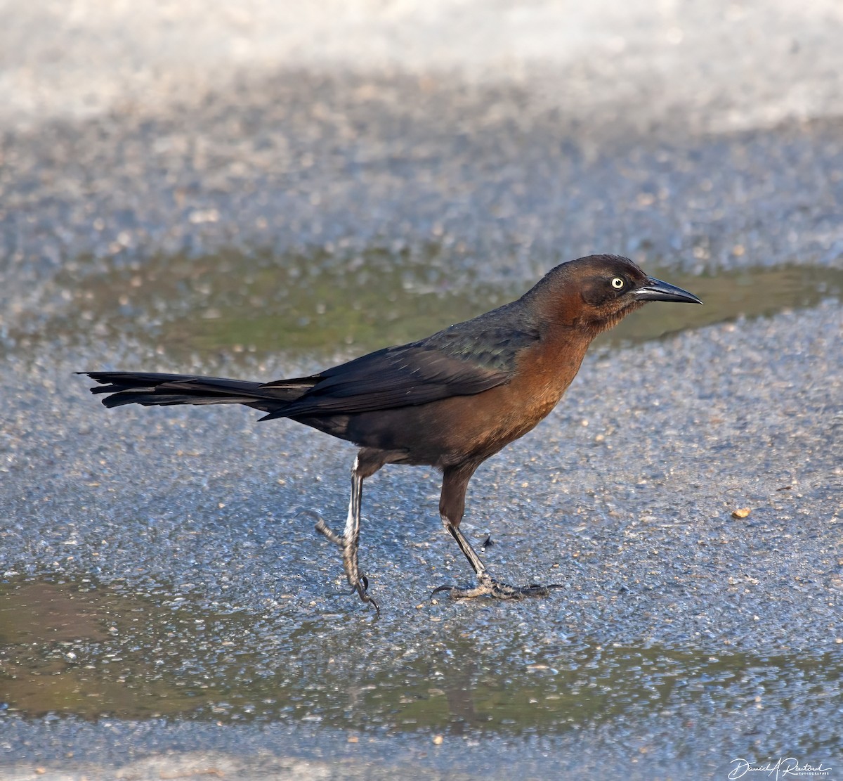 Great-tailed Grackle - ML616372373