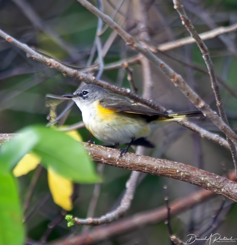 American Redstart - ML616372379