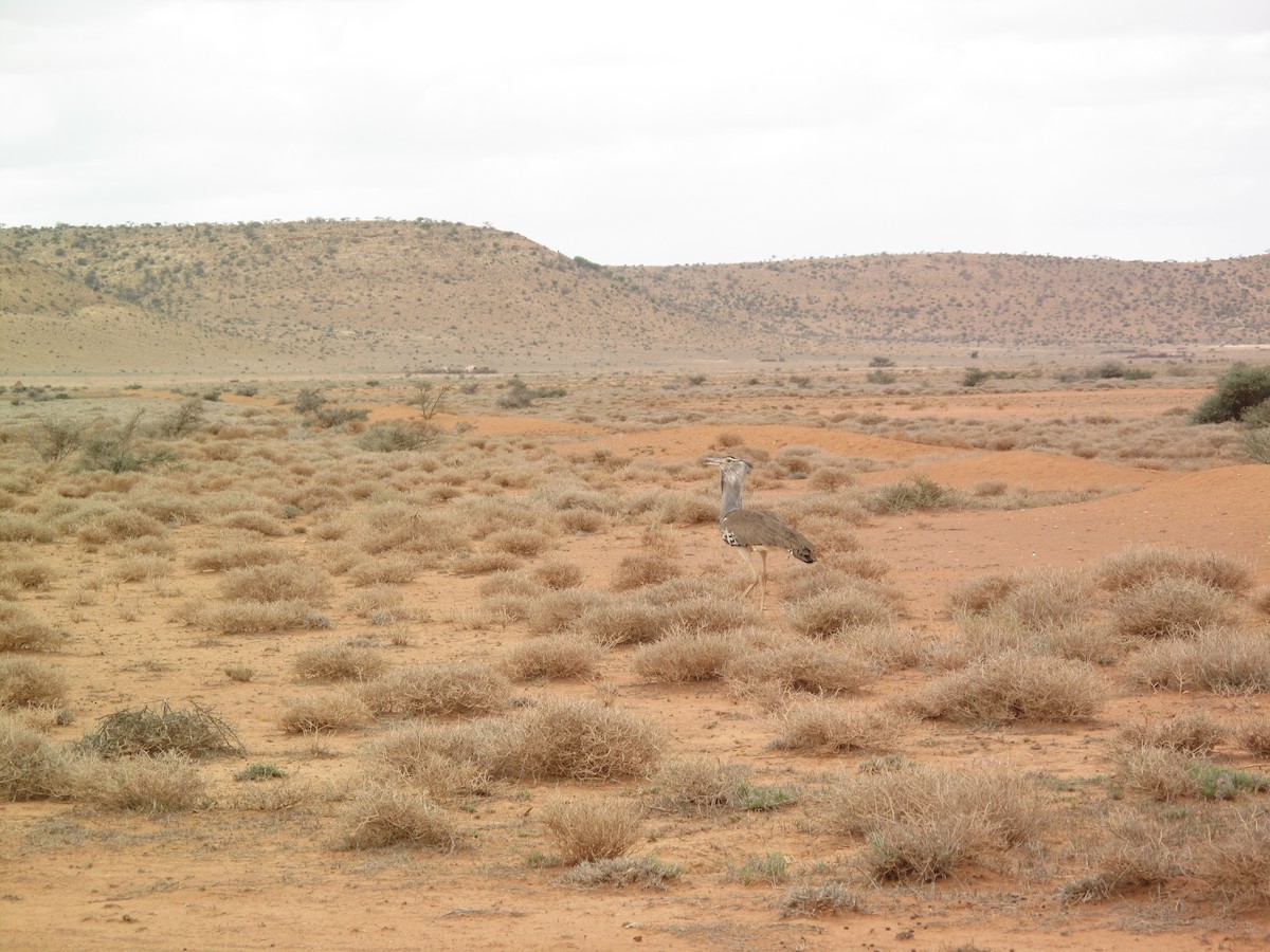 Kori Bustard - ML616372384