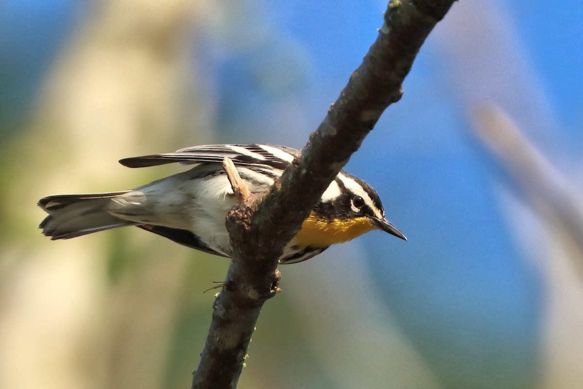 Yellow-throated Warbler - Jason Leifester