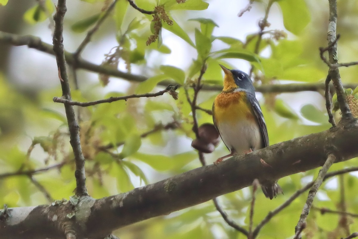 Northern Parula - Jason Leifester