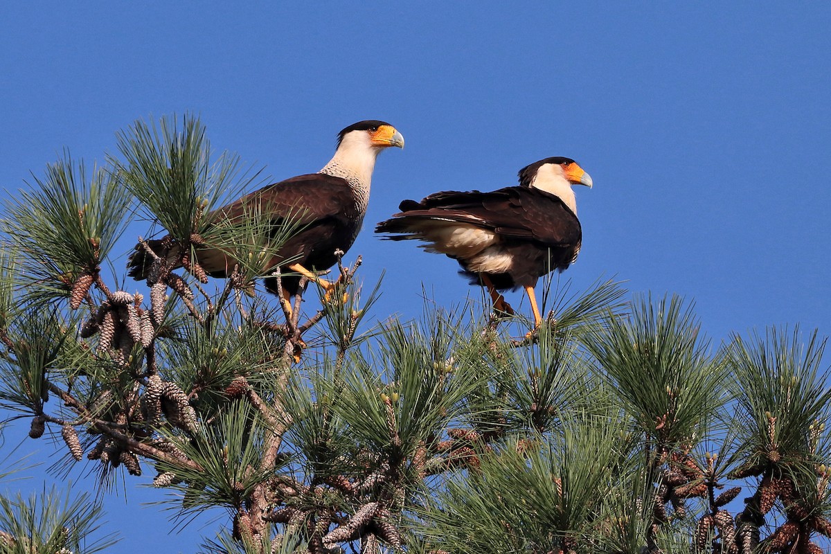 Crested Caracara - Jason Leifester