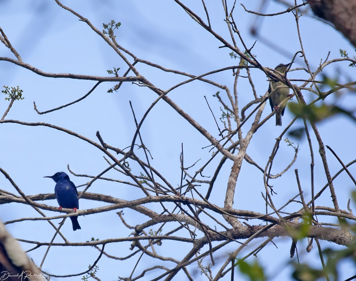 Red-legged Honeycreeper - ML616372405