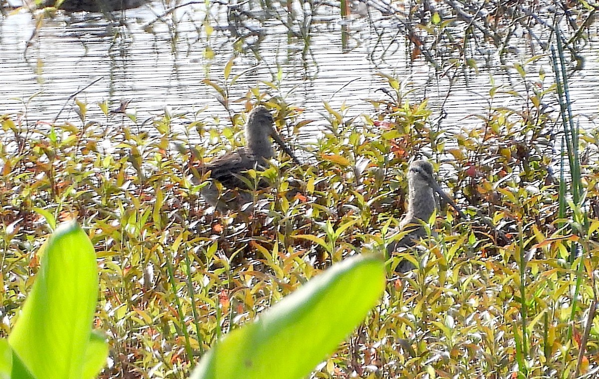 Long-billed Dowitcher - ML616372425