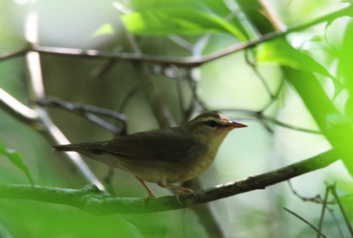 Swainson's Warbler - ML616372474