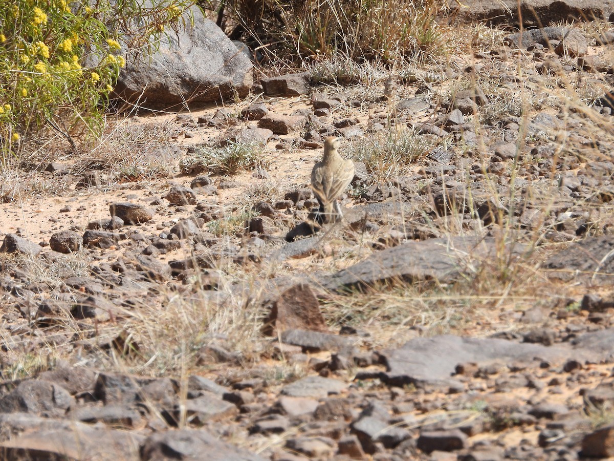 Rufous-capped Lark - ML616372539