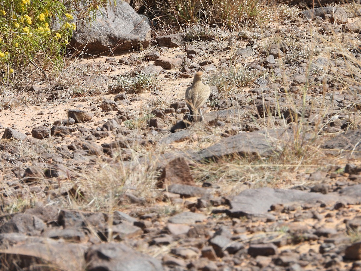 Rufous-capped Lark - Sławomir Karpicki