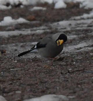 Japanese Grosbeak - ML616372684