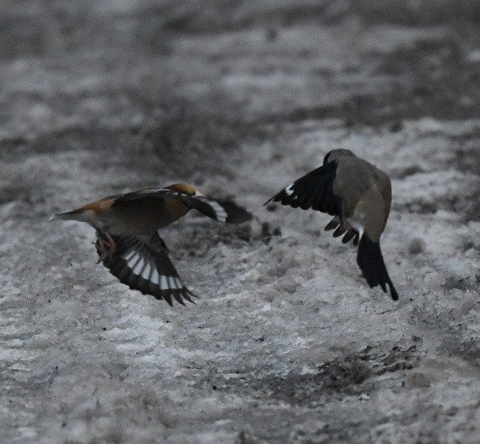 Japanese Grosbeak - ML616372688