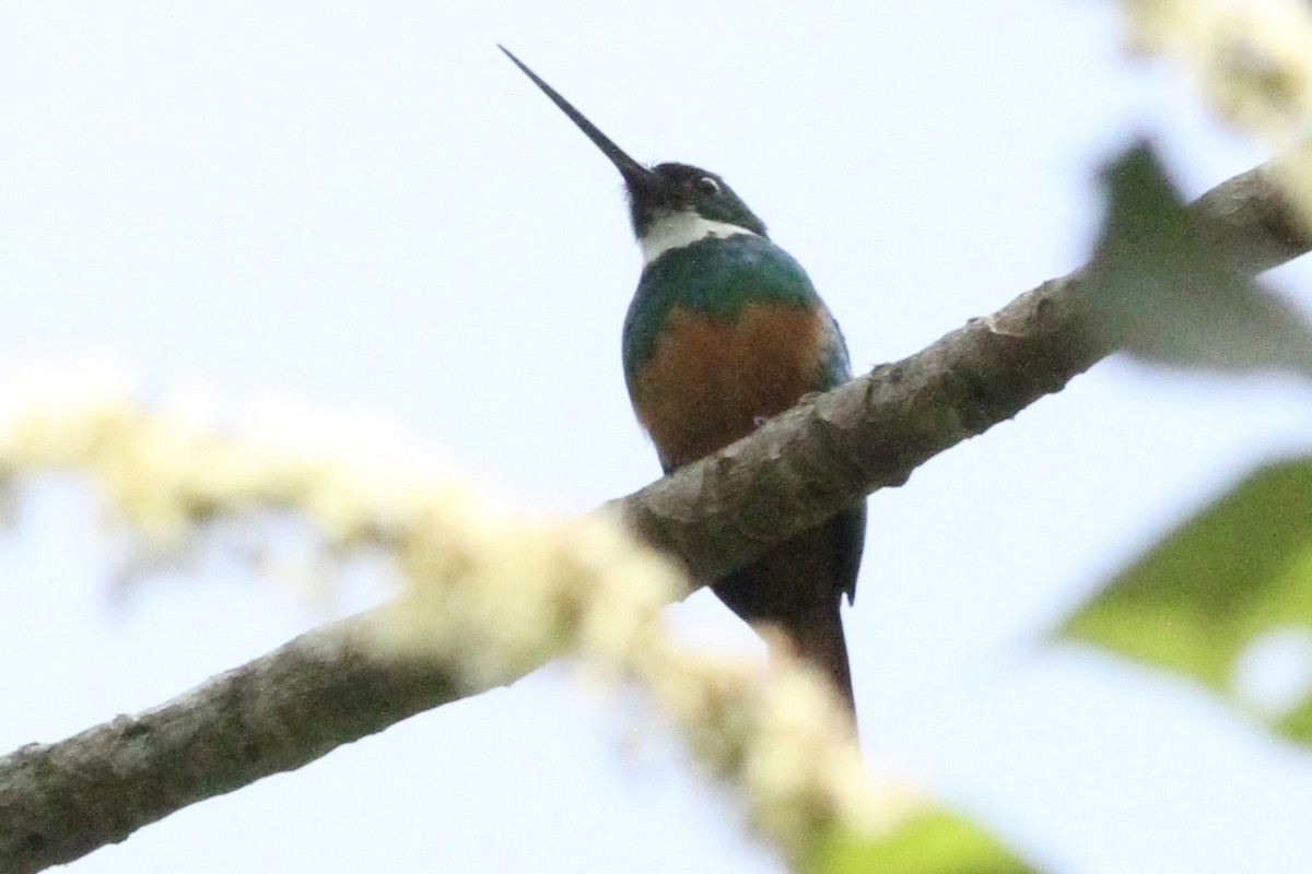 Rufous-tailed Jacamar (Black-chinned) - ML616372714