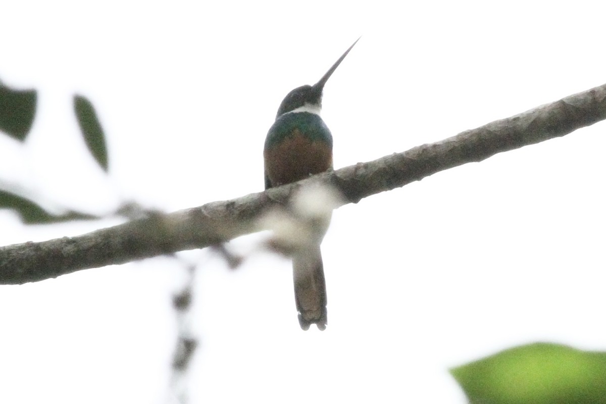 Rufous-tailed Jacamar (Black-chinned) - Andrew Theus