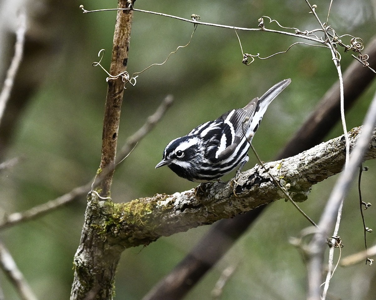 Black-and-white Warbler - ML616372774