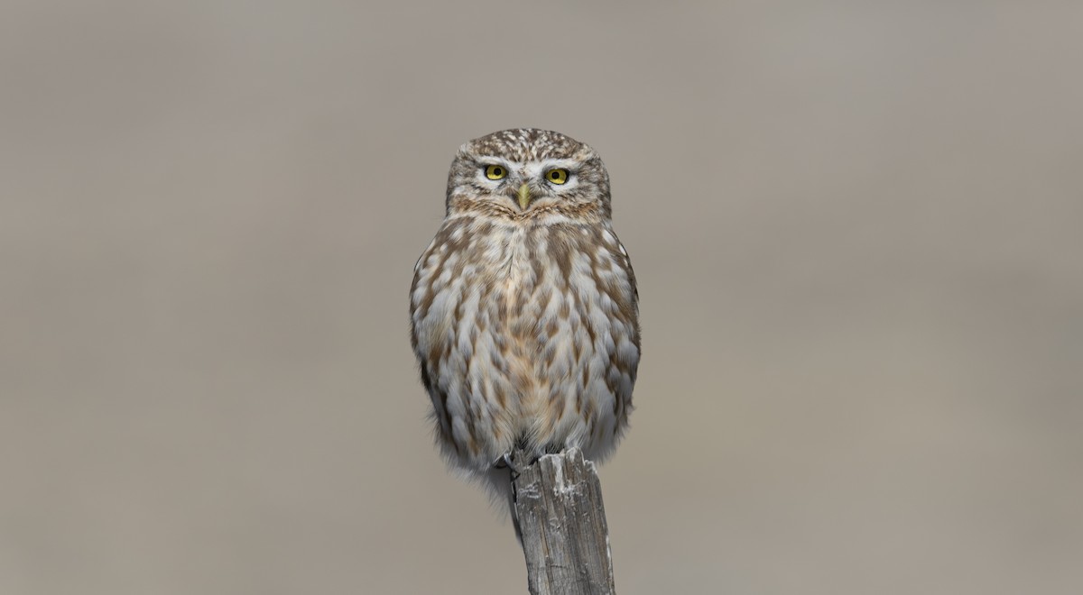 Little Owl - Sunil Kini