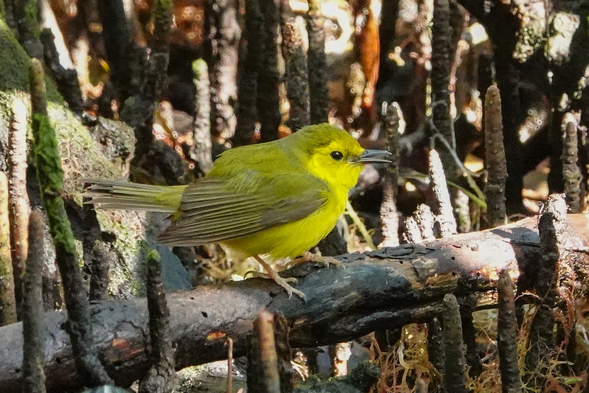 Hooded Warbler - ML616372874