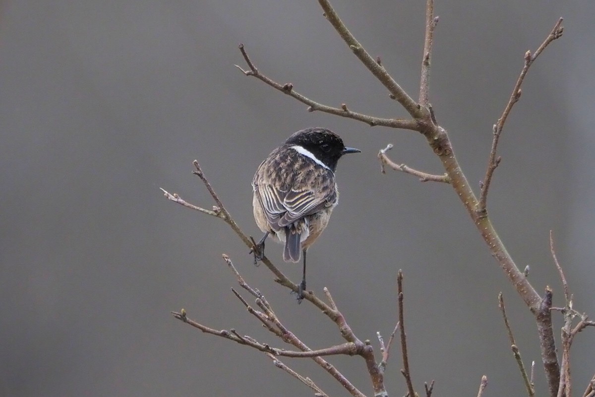 European Stonechat - Hasan Al-Farhan