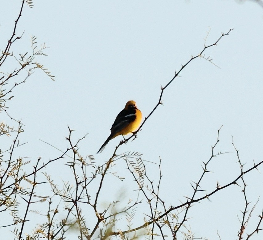 Hooded Oriole - ML616372955