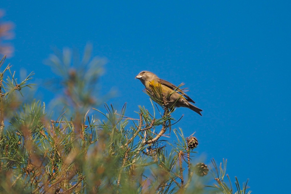 Red Crossbill - ML616372969