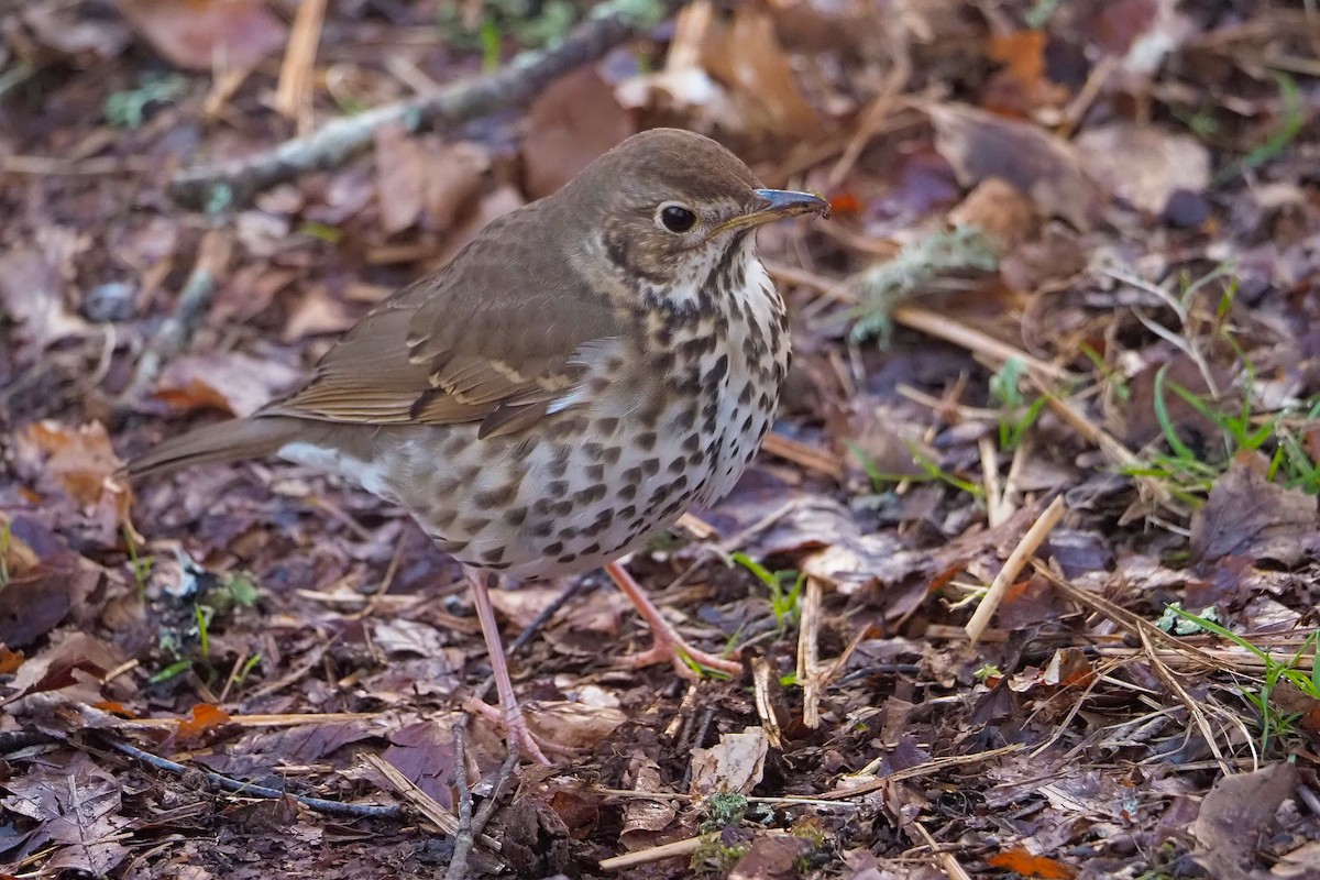 Song Thrush - ML616372983