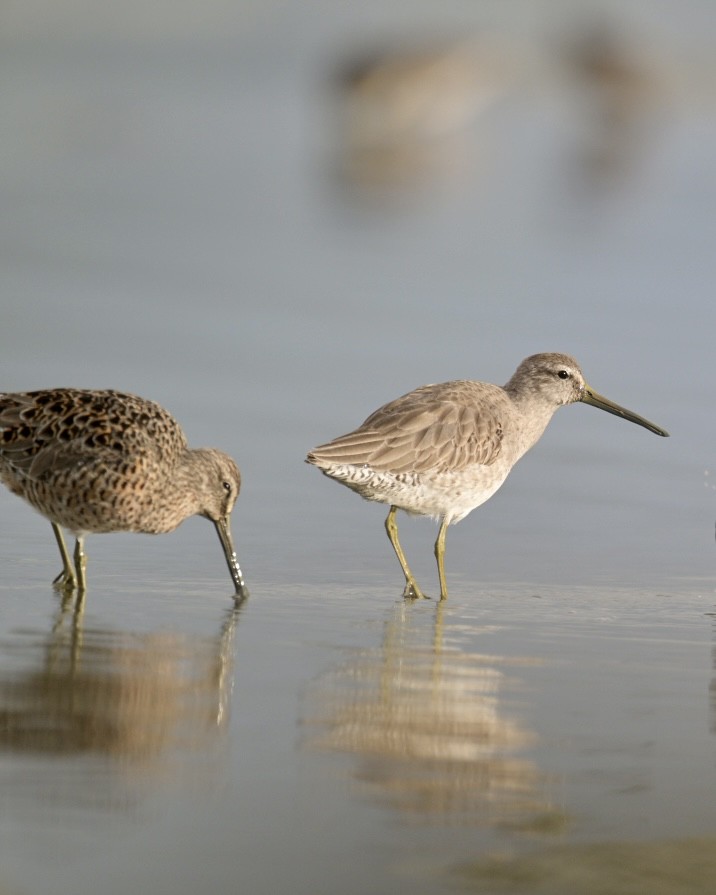 Long-billed Dowitcher - ML616373000