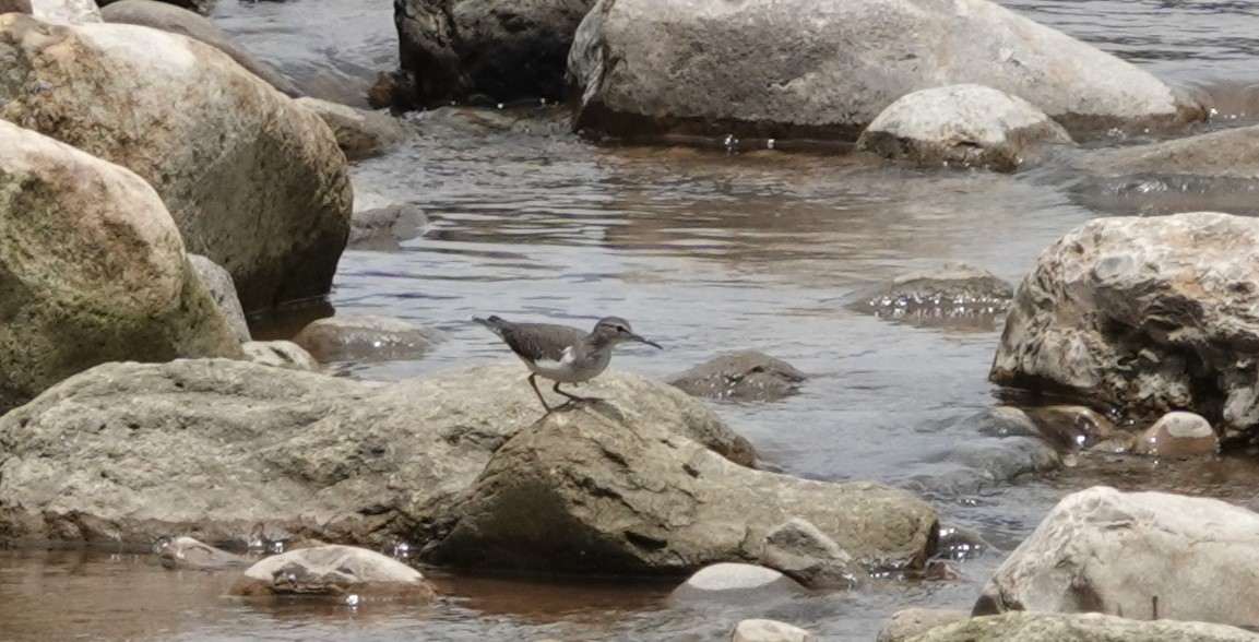 Spotted Sandpiper - ML616373001