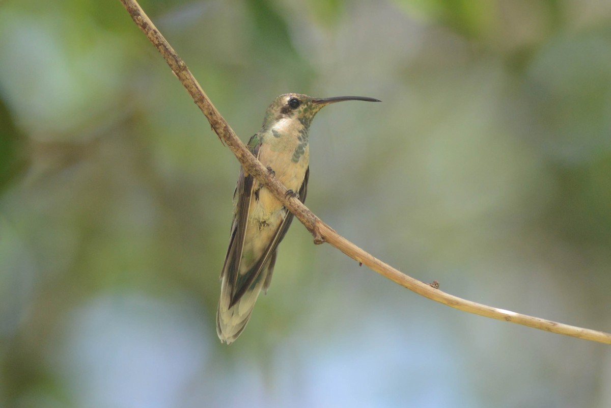 White-tailed Goldenthroat - ML616373002