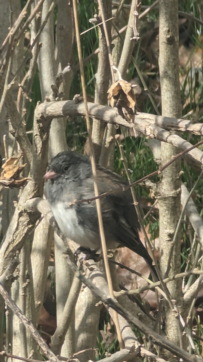 Dark-eyed Junco - NICHOLAS HULL