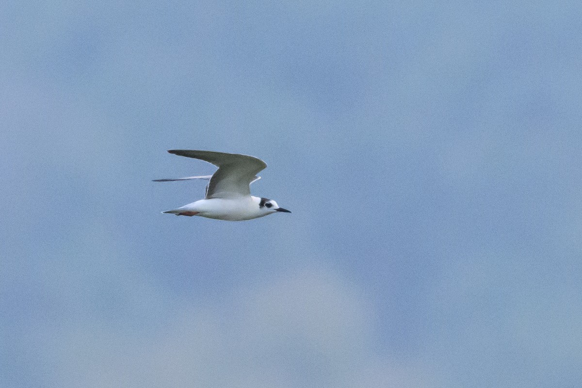 White-winged Tern - ML616373007
