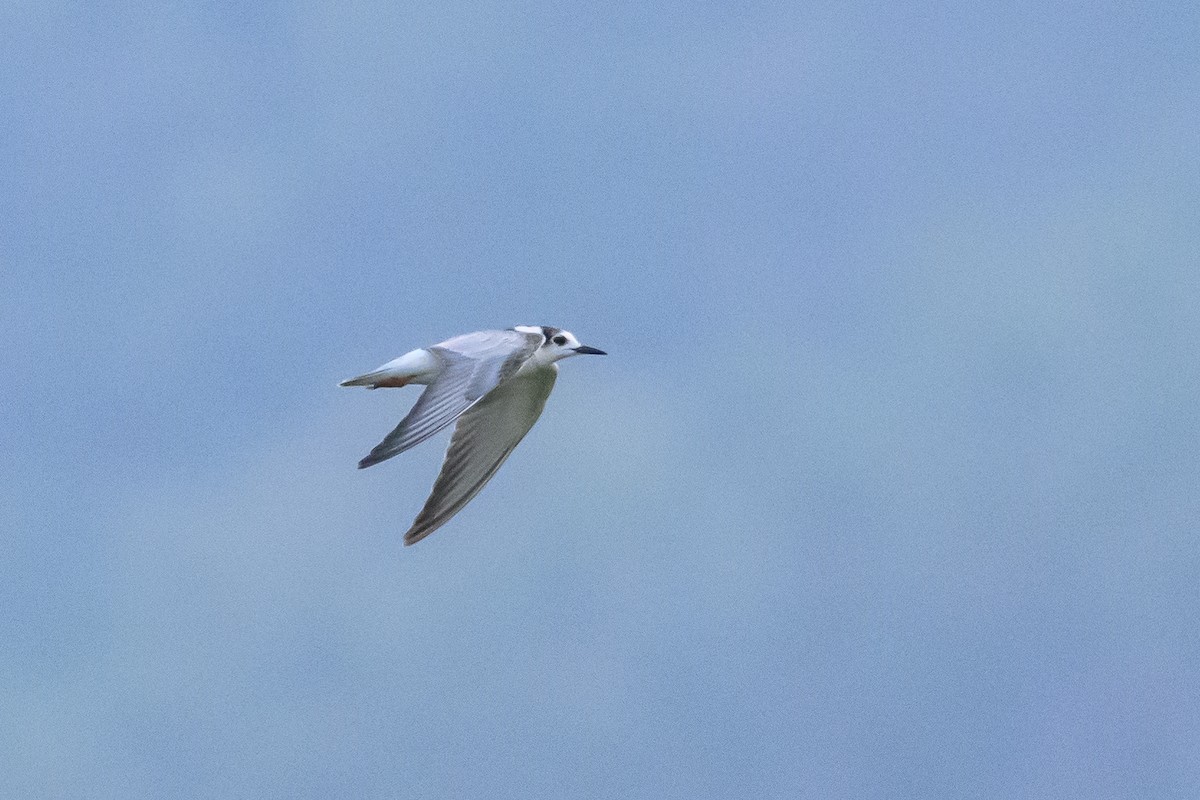 White-winged Tern - ML616373008