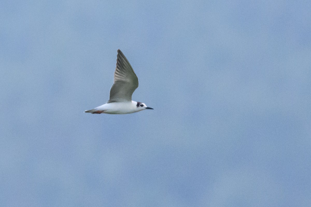 White-winged Tern - ML616373009