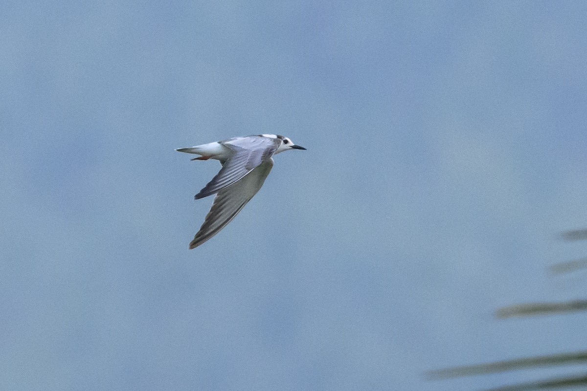 White-winged Tern - ML616373011