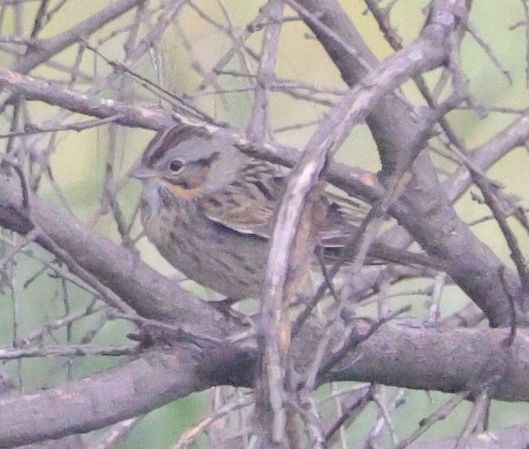 Lincoln's Sparrow - ML616373070