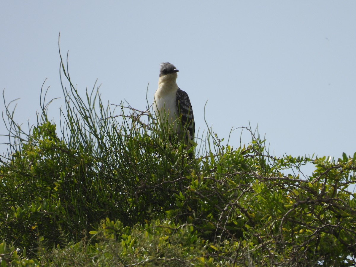 Great Spotted Cuckoo - ML616373196