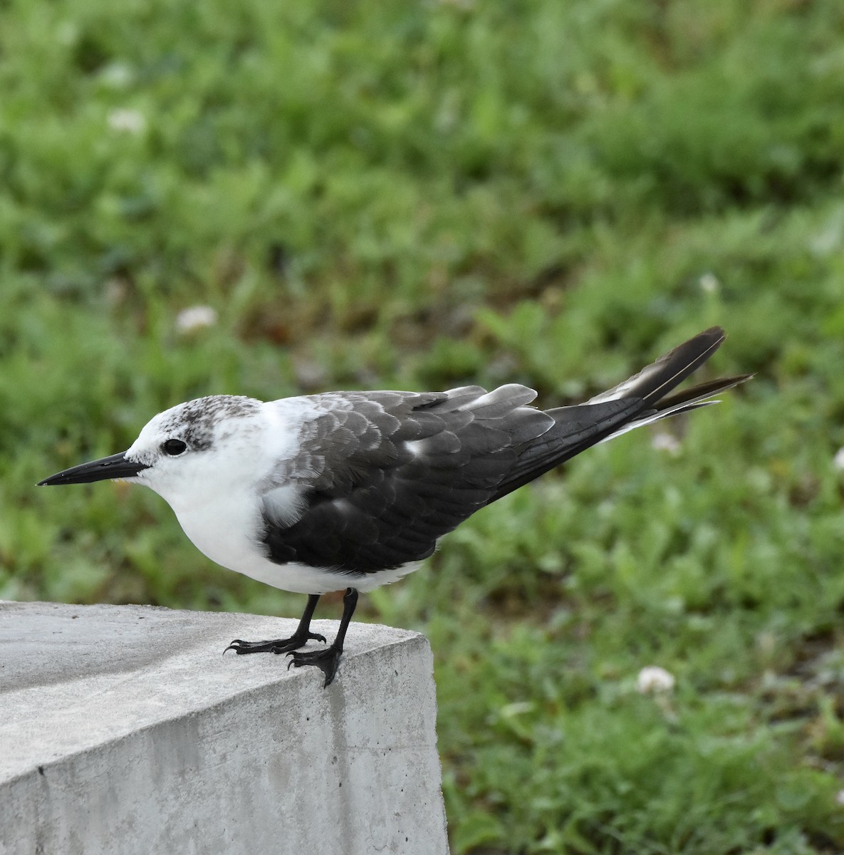 Bridled Tern - June Ladner