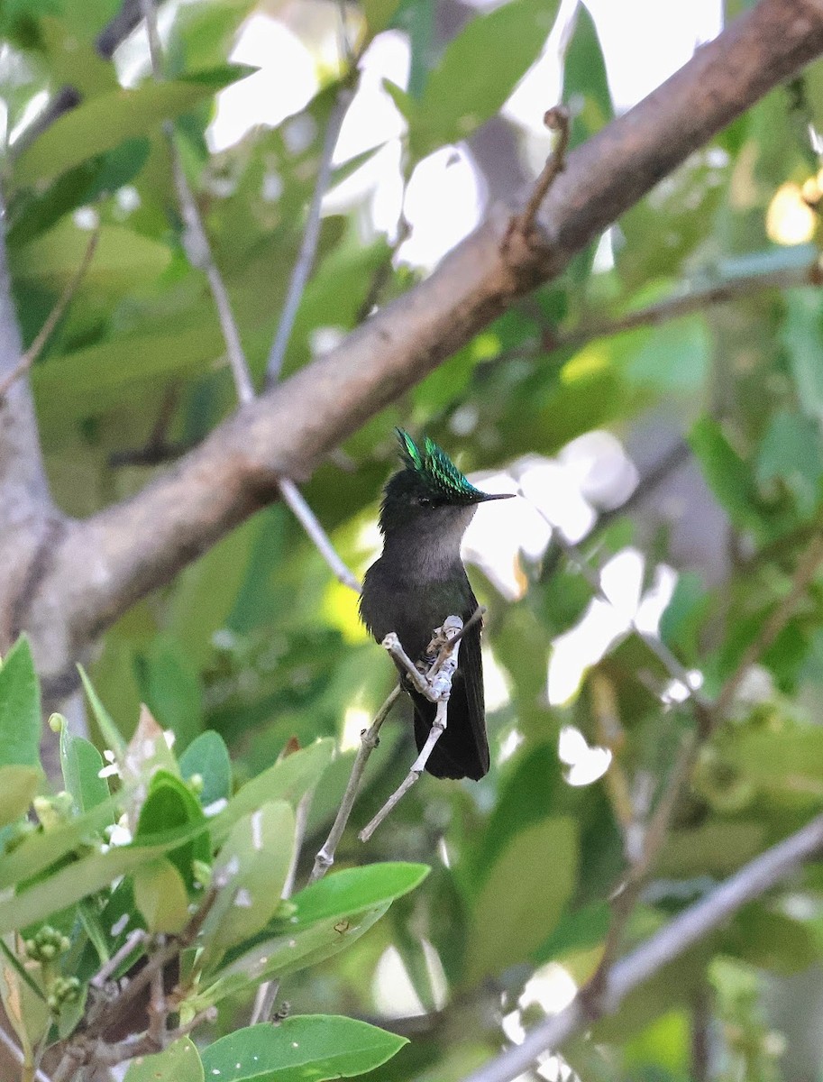 Colibrí Crestado (exilis) - ML616373212