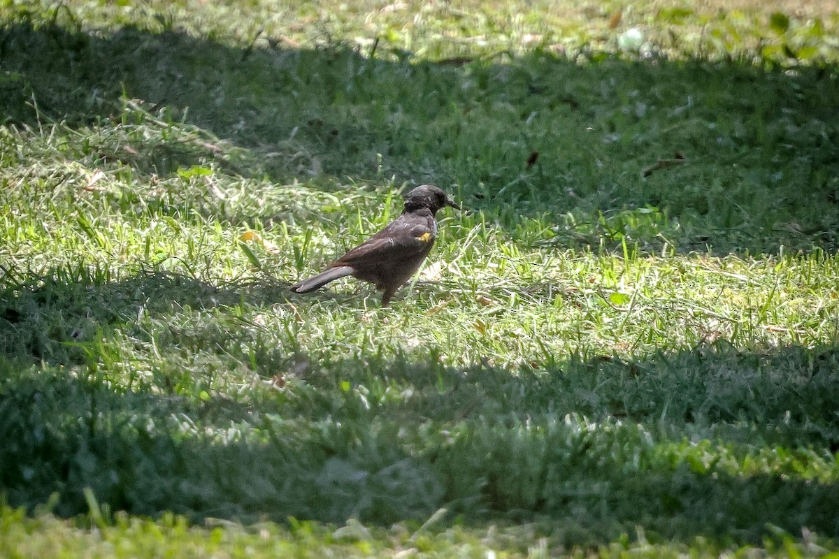 Yellow-winged Blackbird - ML616373283