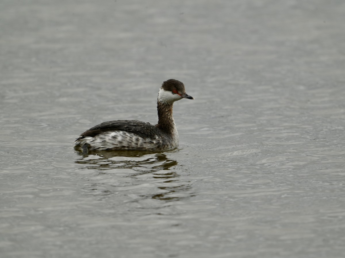 Horned Grebe - ML616373312
